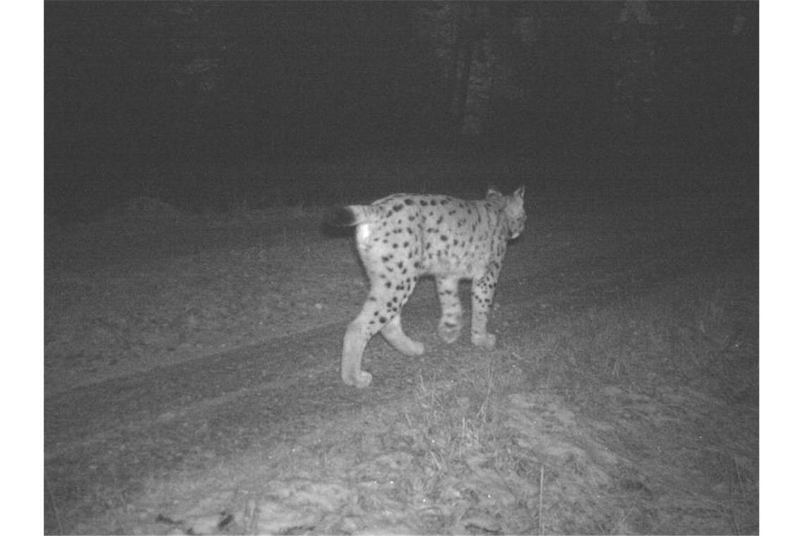 Luchs „Toni“ ist wieder mit einem Sender unterwegs Luchs „Toni“ wird im Nordschwarzwald von einer Fotofalle fotografiert. Foto: FVA/Forstliche Versuchs- und Forschungsanstalt/dpa/Archivbild