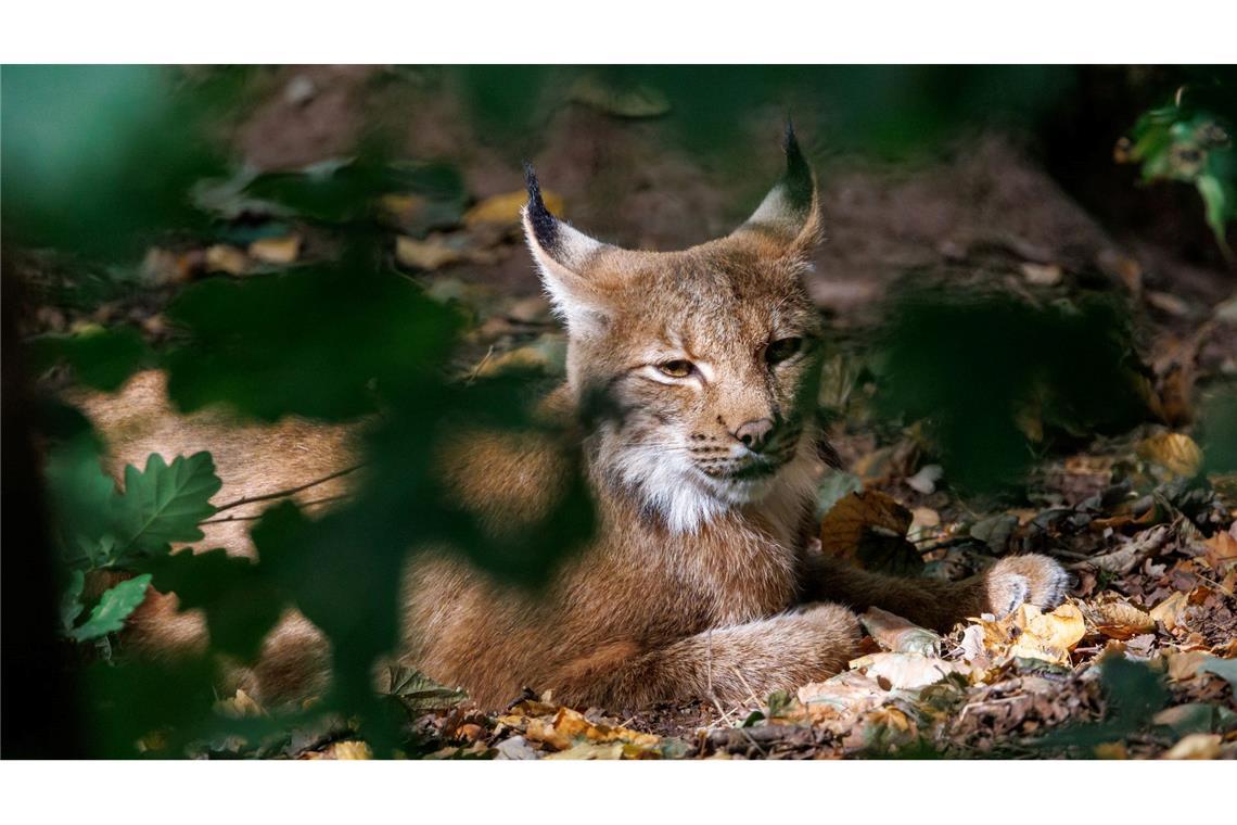 Achter Luchs im Schwarzwald: Das ist Martins Aufgabe Luchse sind an ihren Pinselohren zu erkennen. (Symbolbild)