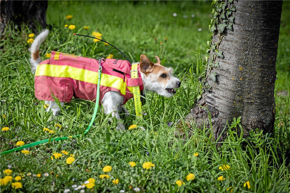 Kadaversuche im Wald: Luzie sucht die Wutz Luzie kann Gerüche bis zu 50 Meter weit wahrnehmen. Bei einem Fund schlägt sie an. Fotos: Alexander Becher