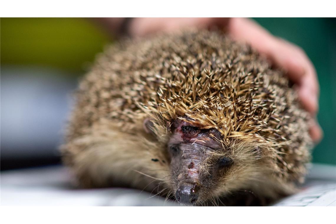 Igel-Tod durch Mähroboter – vor allem nachts droht Gefahr Mähroboter sind wahre Todesfallen für Igel. (Foto-Archiv)