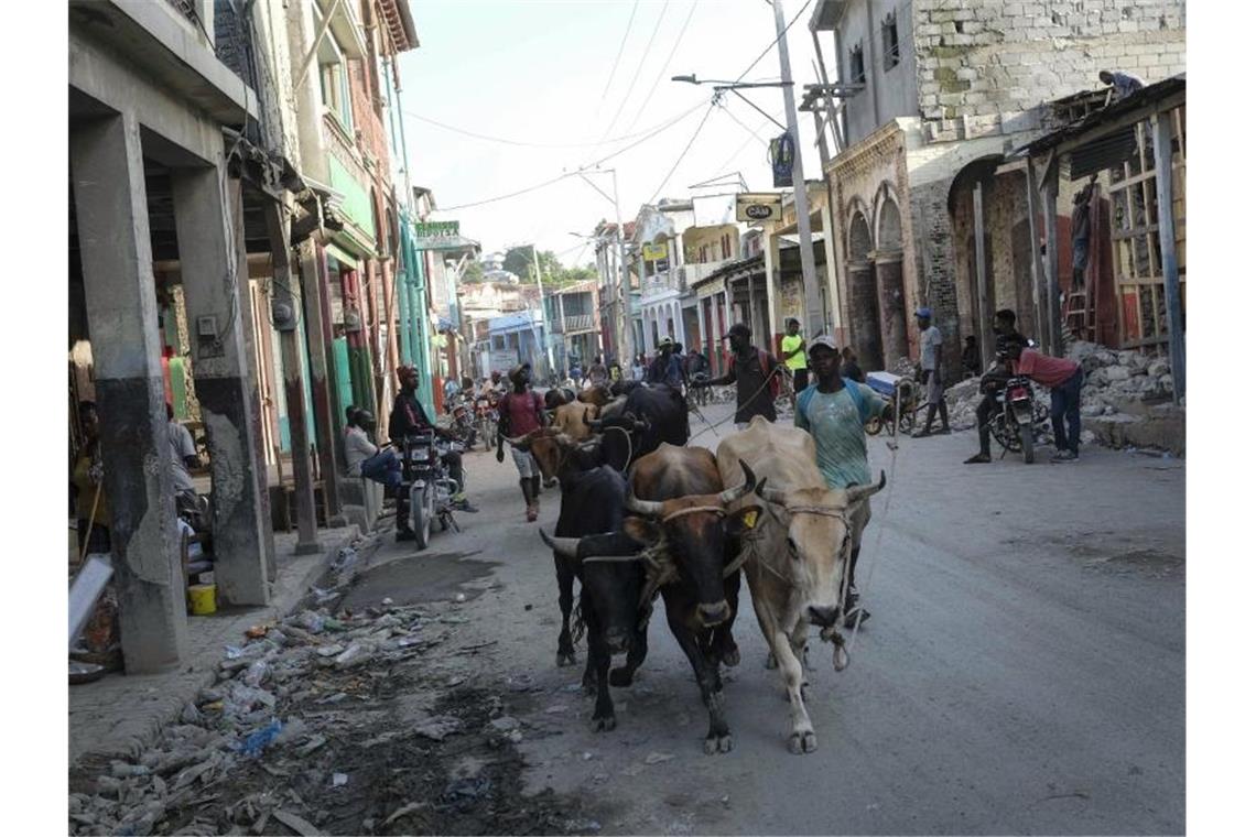 Männer treiben Ochsen auf einer Straße in Jeremie vier Tage nachdem die Stadt von einem Erdbeben der Stärke 7,2 erschüttert wurde. Foto: Matias Delacroix/AP/dpa
