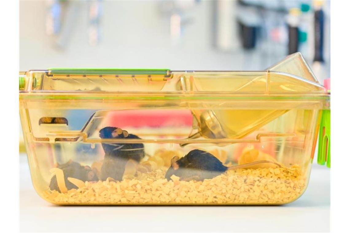Krebsforscher erhalten Bußgeldbescheide nach Experimenten Mäuse bewegen sich in einem geschlossenen Behälter in einem Labor des Deutschen Krebsforschungszentrums (DKFZ). Foto: Uwe Anspach/dpa