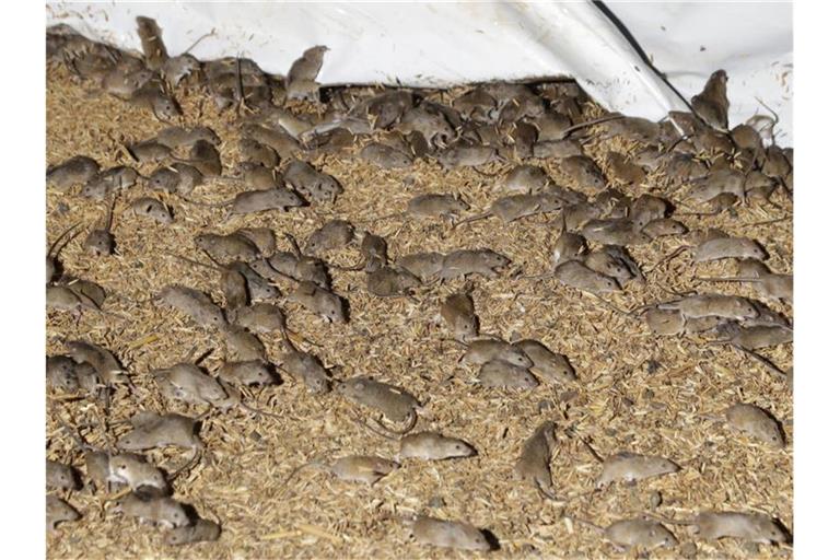 Mäuse wuseln um gelagertes Getreide auf einer Farm. Im Südosten Australiens wird Medienberichten zufolge ein Gefängnis wegen einer Mäuseplage evakuiert. Foto: Rick Rycroft/AP/dpa