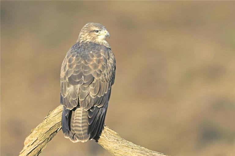 Mäusebussard. Symbolfoto: Imago