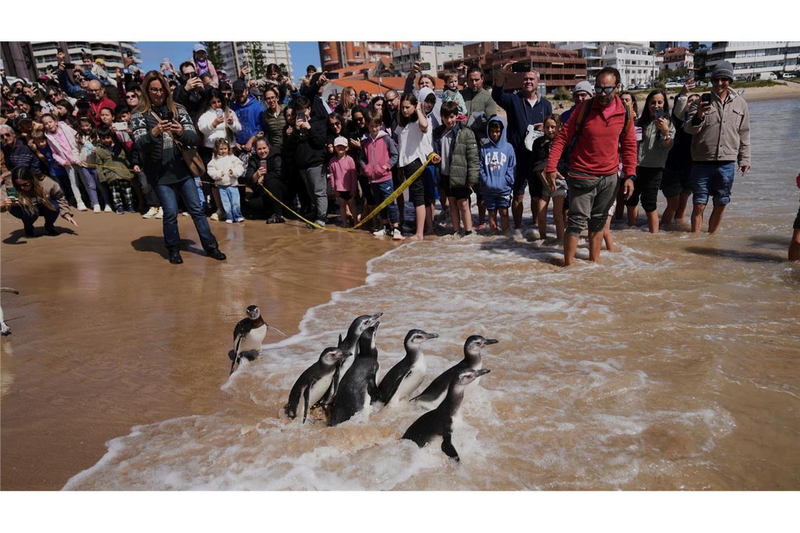 Bilder des Tages Magellan-Pinguine waten während einer Auswilderung in Uruguay ins Meer, nachdem sie einen Rehabilitationsprozess durchlaufen haben.