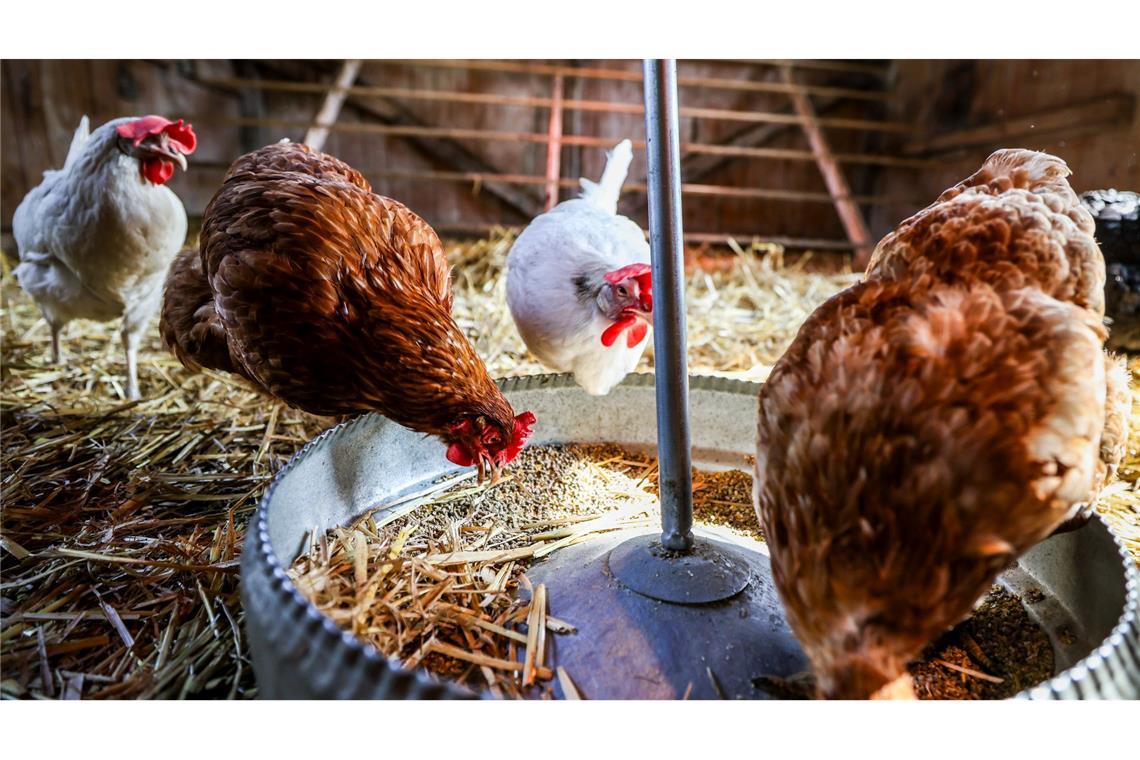 Gefängnisprojekt mit Herz: Häftlinge pflegen kranke Hühner