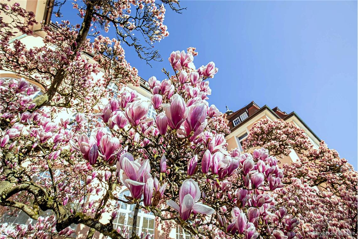 Magnolien an der Mörikeschule. 