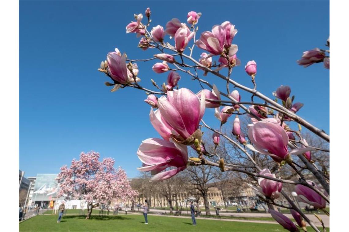 Magnolien blühen auf dem Schlossplatz in Stuttgart bei strahlendem Sonnenschein. Foto: Bernd Weißbrod/dpa