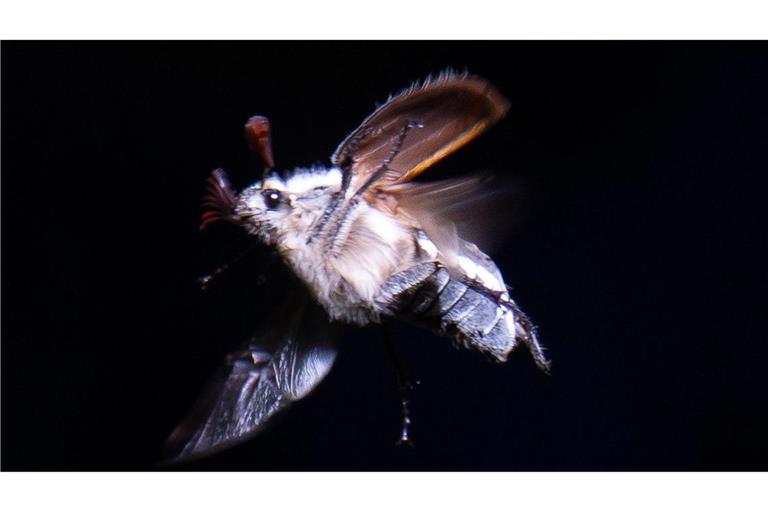 Maikäfer schwirren mit Einbruch der Dunkelheit aus.