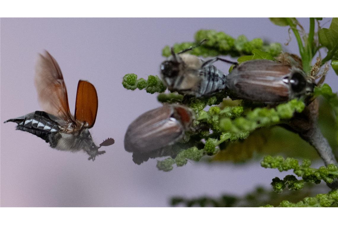 Maikäfer schwirren mit Einbruch der Dunkelheit um eine Eiche unweit des Flughafens in Frankfurt.