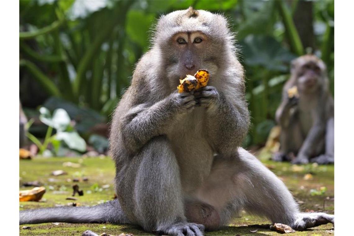 Hungrige Affen überfallen Häuser auf Bali Makaken fressen Bananen während der Fütterungszeit im Sangeh Monkey Forest. Foto: Firdia Lisnawati/AP/dpa