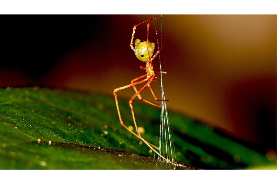 Makroaufnahme der Ballista-Spinne.