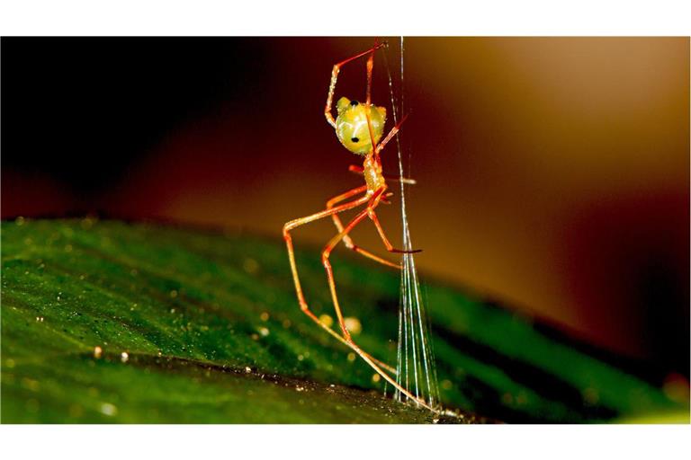 Makroaufnahme der Ballista-Spinne.