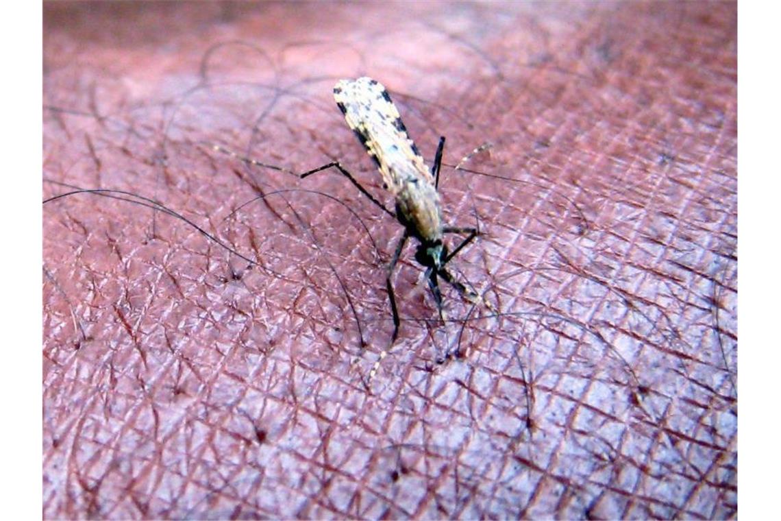 Malaria wird von infizierten Anopheles-Mücken übertragen. Foto: Stephen Morrison/EPA FILE/dpa