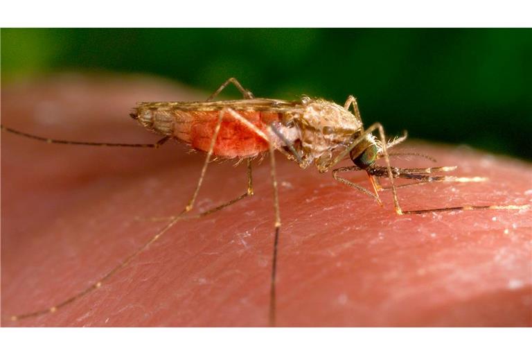 Malaria wird von Mücken übertragen.