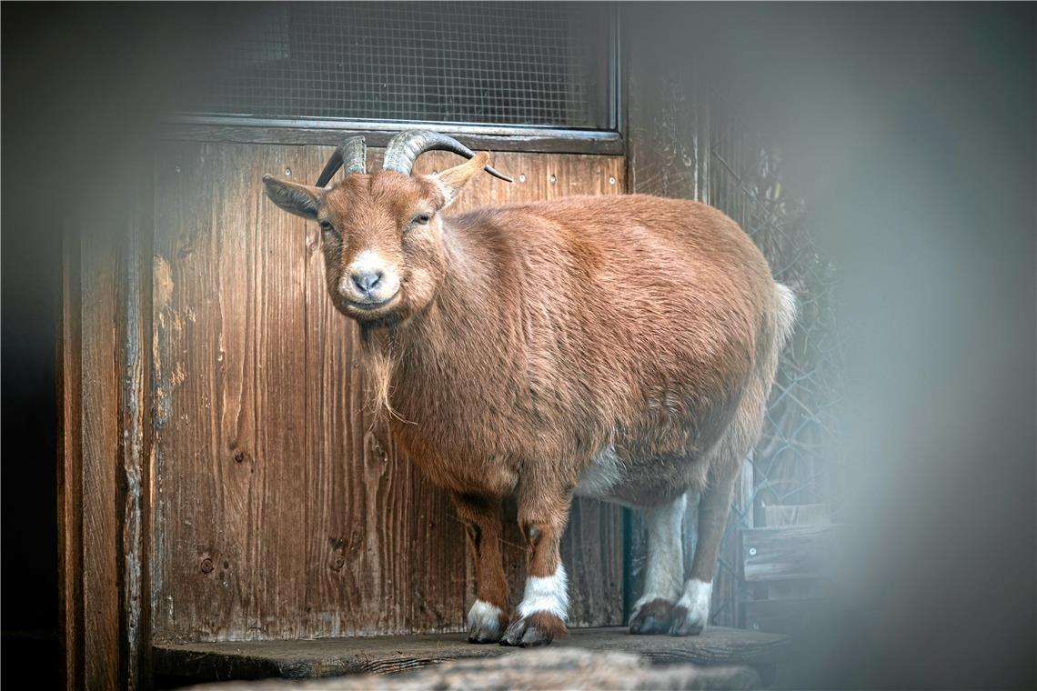 Ziegen sind die Attraktion für Zaungäste Malin ist die Schönste und weiß das auch. Täglich pflegt sie ihr rotbraunes Haar.