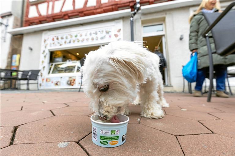 Malteserrüde Emil schmeckt’s. Er schleckt seinen Eisbecher innerhalb weniger Minuten leer. Fotos: Alexander Becher