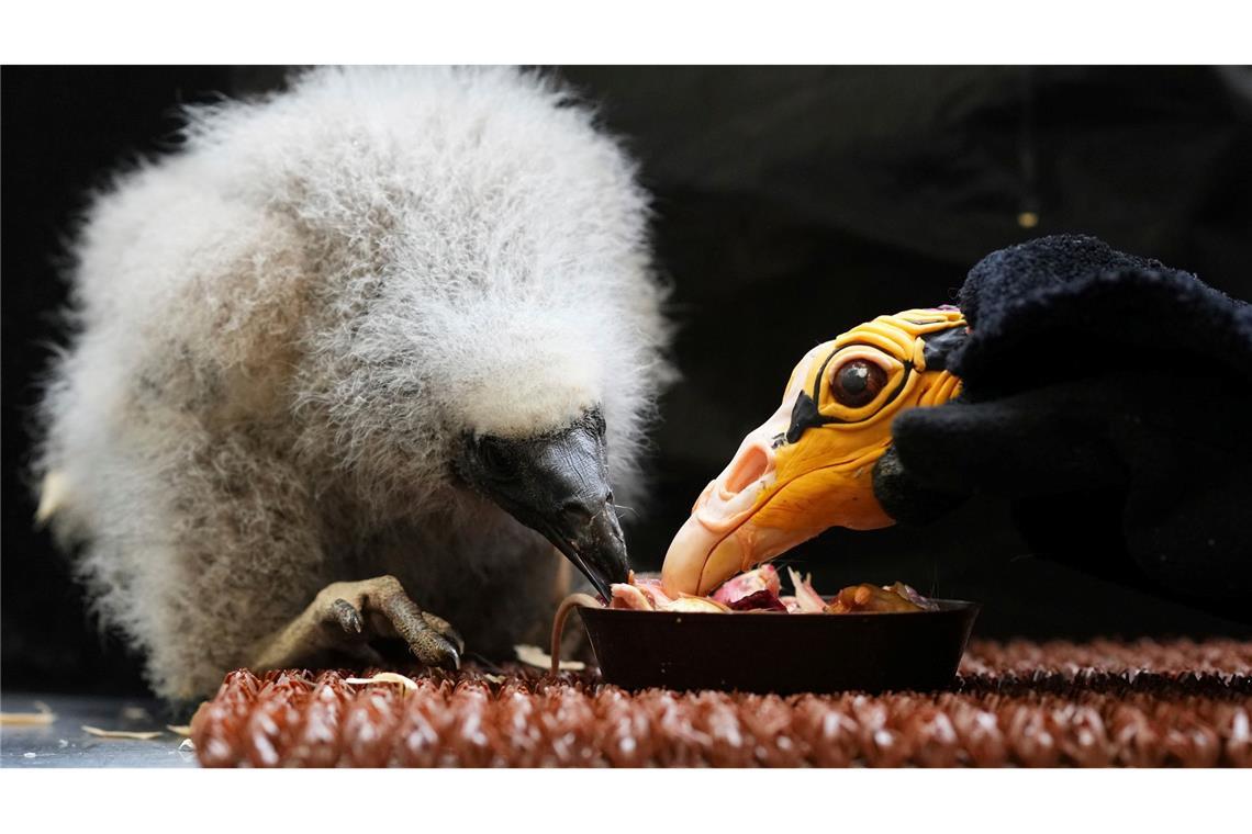 Mama, bis Du das? Ein kleiner Savannen-Gelbkopfgeier, der vor rund drei Wochen geschlüpft ist, wird mithilfe einer Puppe, die einen Elternvogel imitiert, im Zoo in Prag gefüttert.