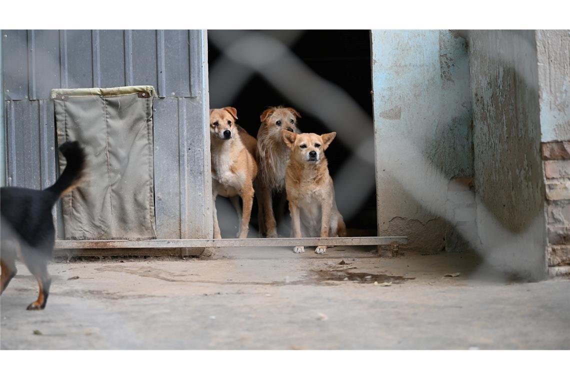 Haustier-Boom in China: Wie Retter mit den Folgen kämpfen Manche Besitzer in China setzen ihre Hunde aus, etwa wenn sie umziehen müssen oder keine Zeit mehr haben.