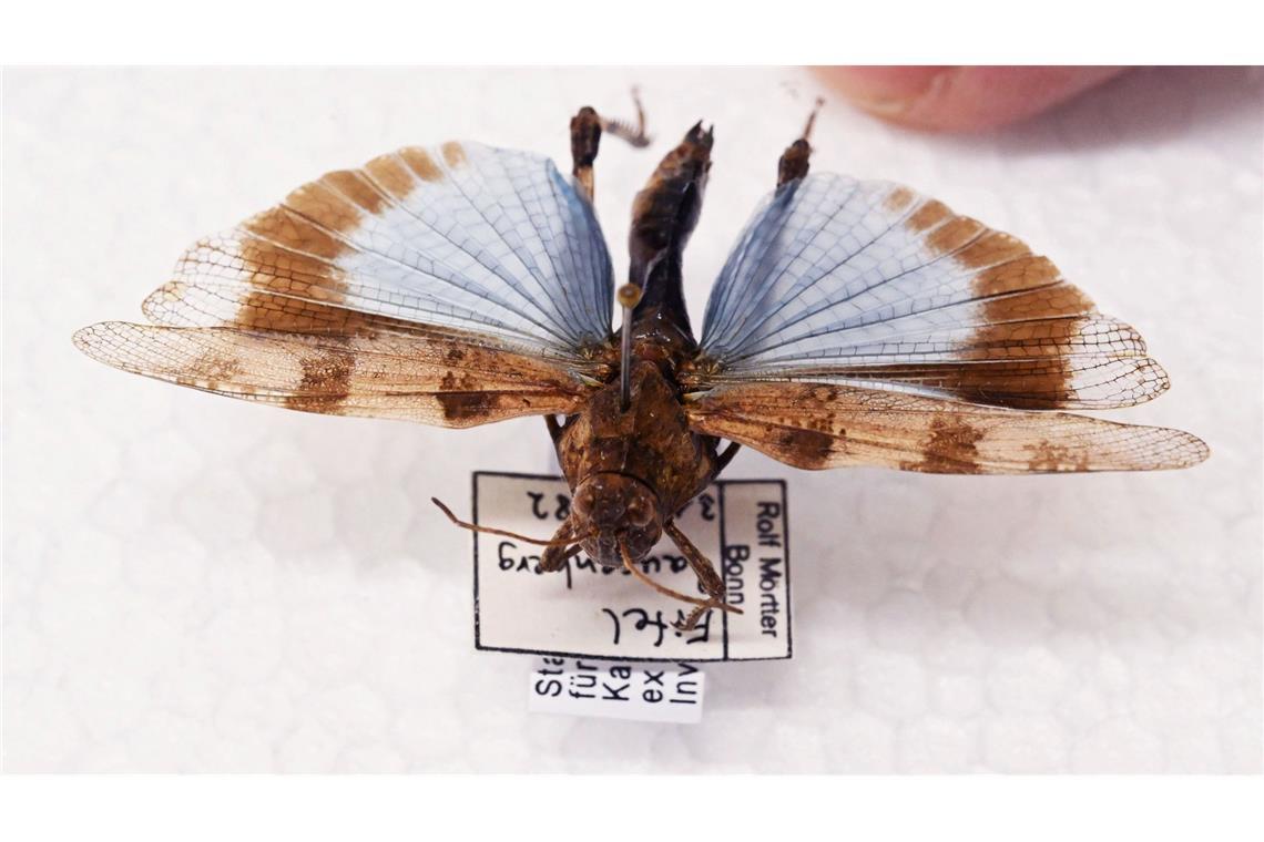 Manche Heuschrecken wie die Blauflügelige Ödlandschrecke können auf den ersten Blick mit Schmetterlingen verwechselt werden.