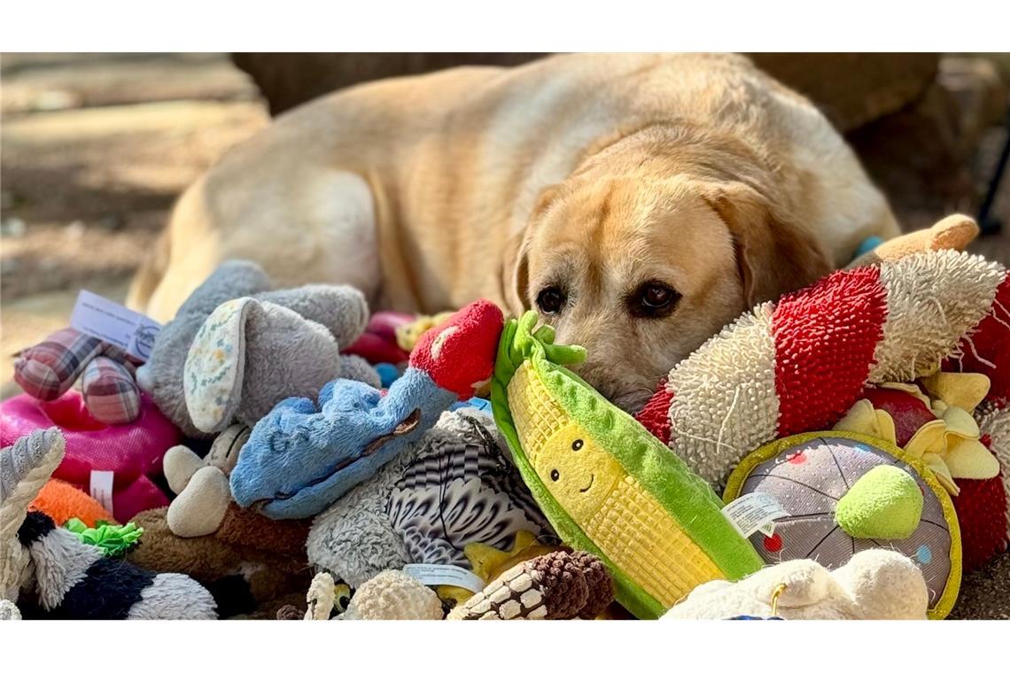 Manche Hunde können aus Gesprächen von Menschen mehr lernen als bisher vermutet.