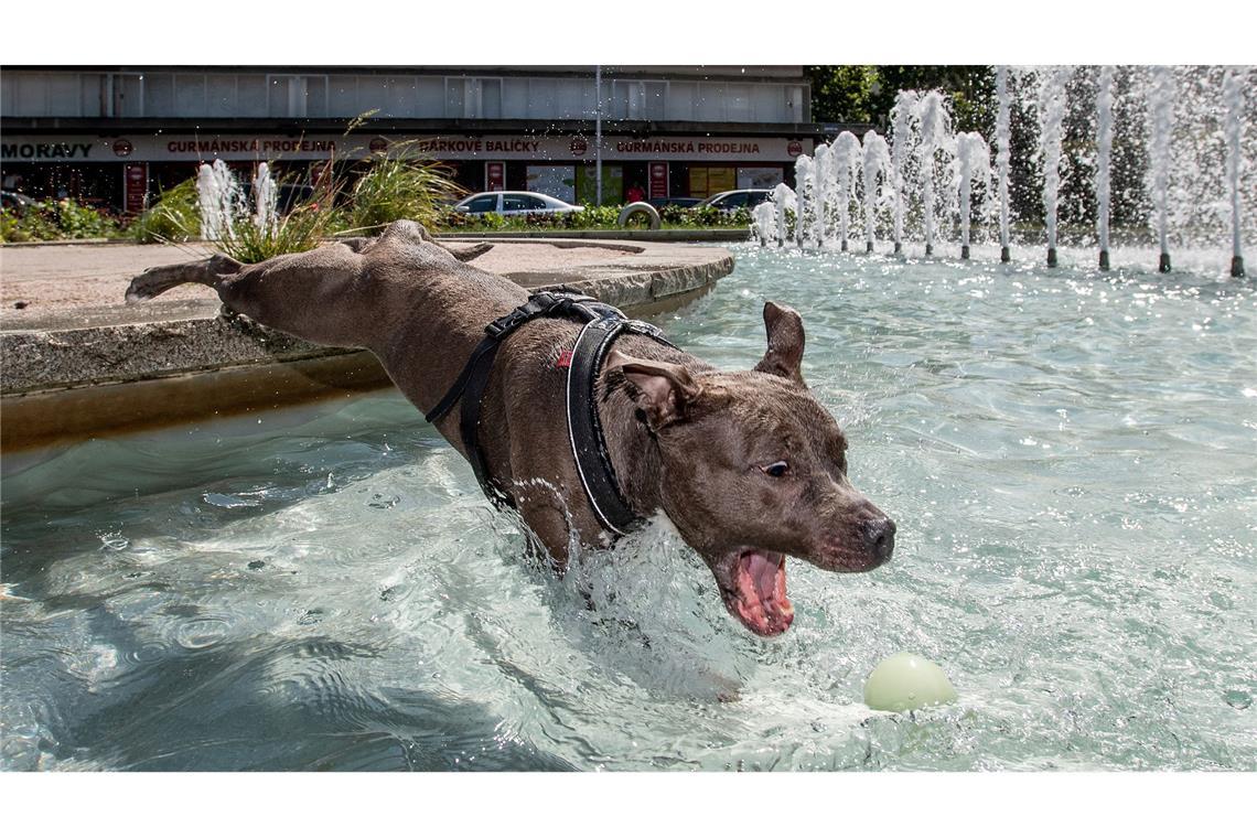 Der Spielsucht verfallen – das sind auch manche Hunde Manche Hunde stoppen ihr Spiel auch bei völliger Überanstrengung oder Verletzung nicht. (Archivbild)