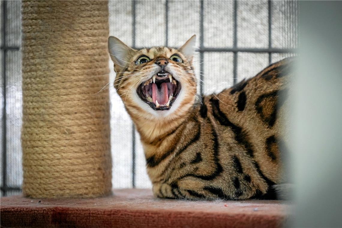 Nachts gibt es Partys im Katzenhotel in Weissach Manche Katzen wollen einfach ihre Ruhe haben.