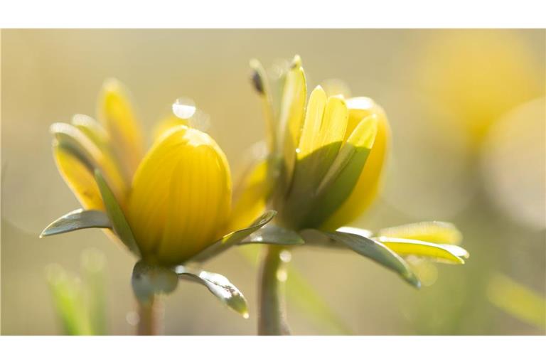 Manche Menschen reagieren stärker als andere auf Wetteränderungen. (Symbolbild)
