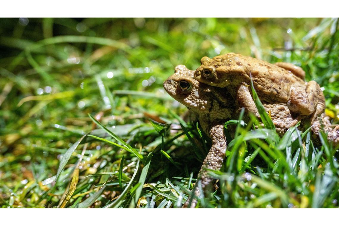 Manchmal auch per Taxi unterwegs: Kröten auf Wanderschaft.