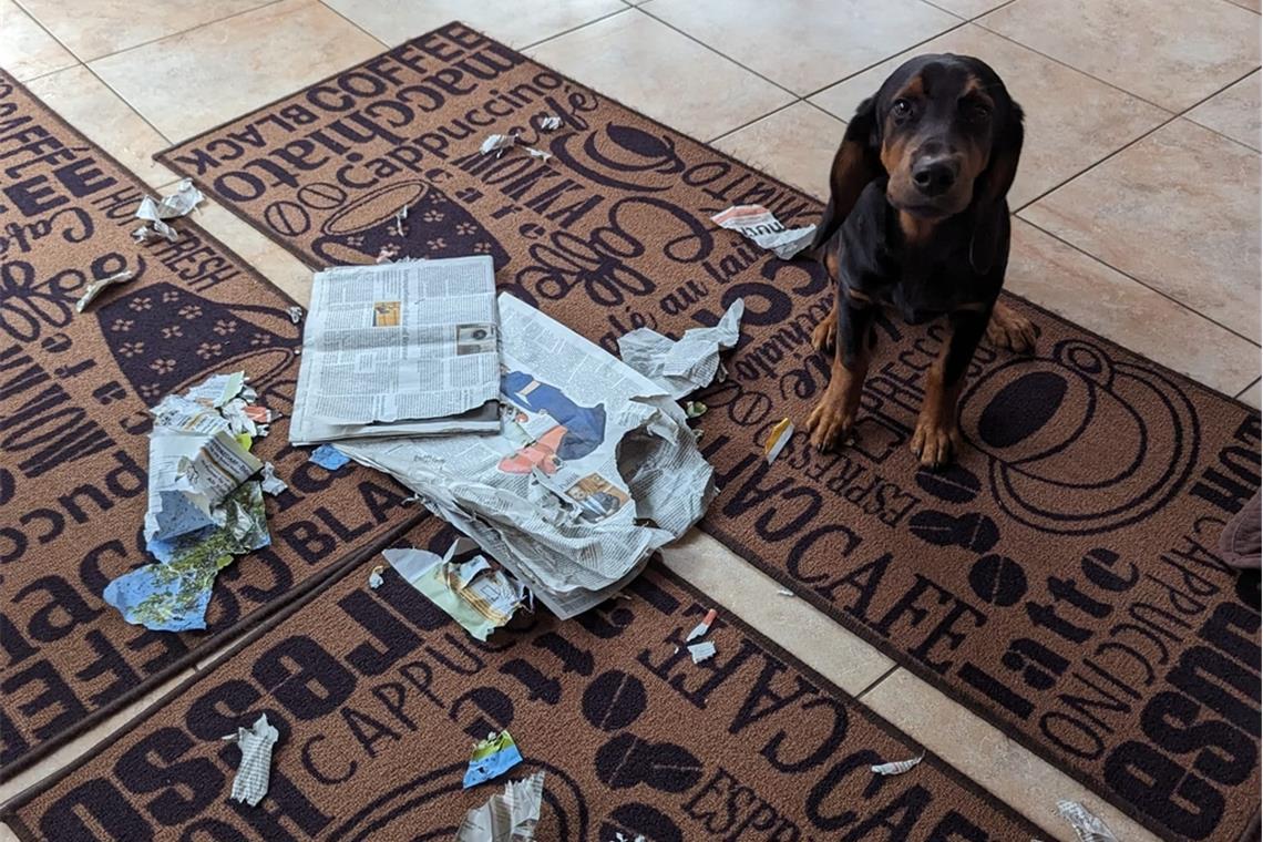„Manchmal ist es die Zeitung, manchmal der Holzkorb oder die Schuhe“, meinen Lin...