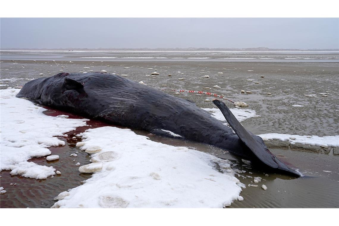 Manchmal verirren sich männliche Wale und geraten in flachere Gewässer.