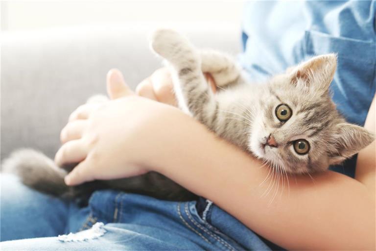 Manchmal wird der „Kitten Blues“ mit dem sogenannten „Baby Blues“ bei frischgebackenen Eltern verglichen.