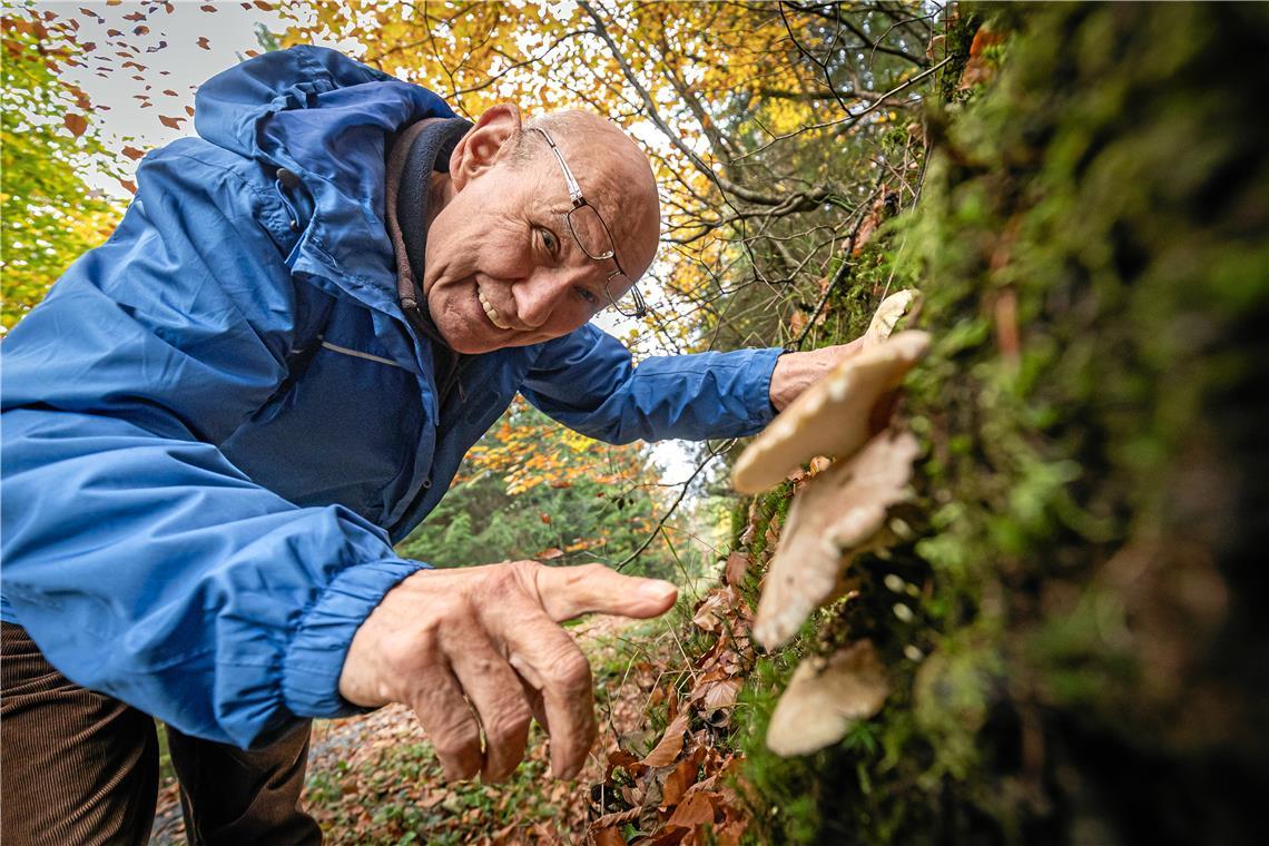 Manfred Klitzner macht sich gerne im „Pilz-Eldorado“ in Liemersbach auf die Suche nach Pilzen. Dieser Schafporling steht unter Naturschutz. Manche Pilze sind gut an den Bäumen zu erkennen, an denen sie wachsen. Fotos: Alexander Becher