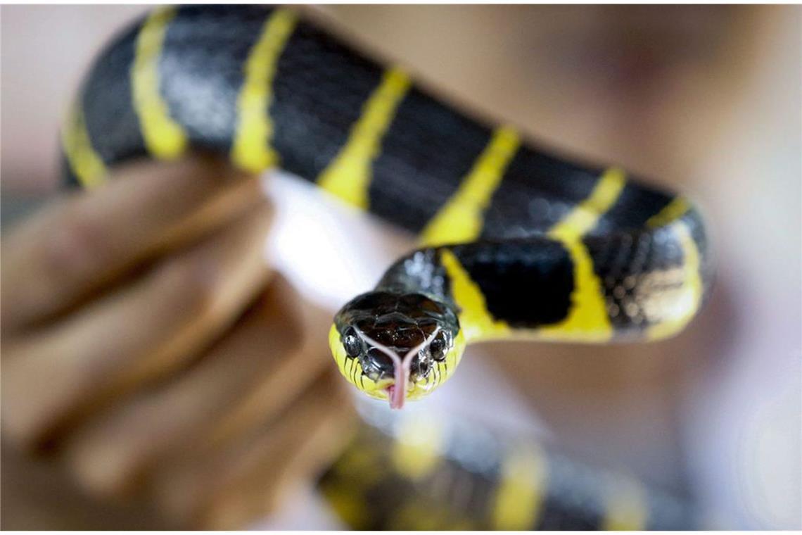 Mangroven-Nachtbaumnatter (Boiga dendrophila): Ein Schlangen-Experte zeigt eine hochgiftige Mangroven-Nachtbaumnatter in einer Schlangenfarm in Bangkok (Thailand). Giftige Schlangen sind eine Gefahr für fast sechs Milliarden Menschen weltweit. Jeden Tag werden fast 7400 Menschen von giftigen Schlangen gebissen, 2,7 Millionen Menschen im Jahr.