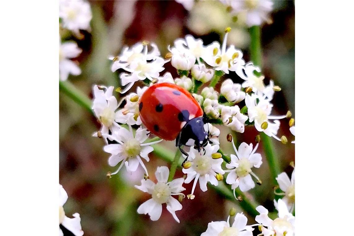 Marienkäfer