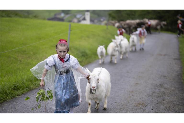 Marissa Fässler führt ihre Ziegen bei der traditionellen Alpfahrt, dem feierlichen Almauftrieb, auf die Alp Soll.