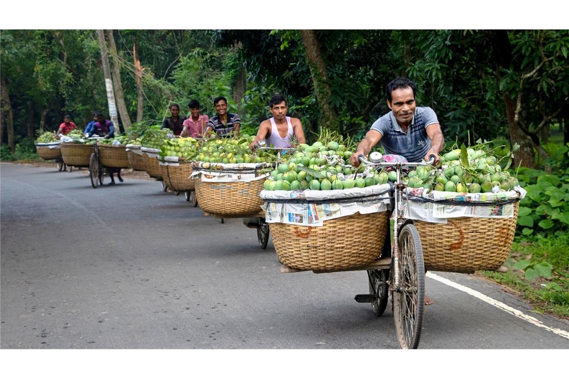 Markttag in Bangladesch: Bauern transportieren mit Fahrrädern Früchte zum größten Mangomarkt in der Region Chapainawabganj.