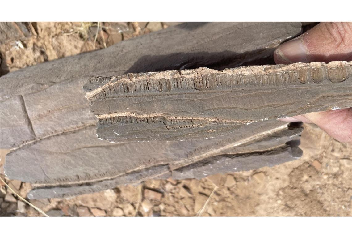 Marmorprobe aus Namibia: Ausgehend von zwei mit hellem Krustenkalk gefüllten Spalten sind die Röhrchen in paralleler Anordnung nach unten gewachsen.