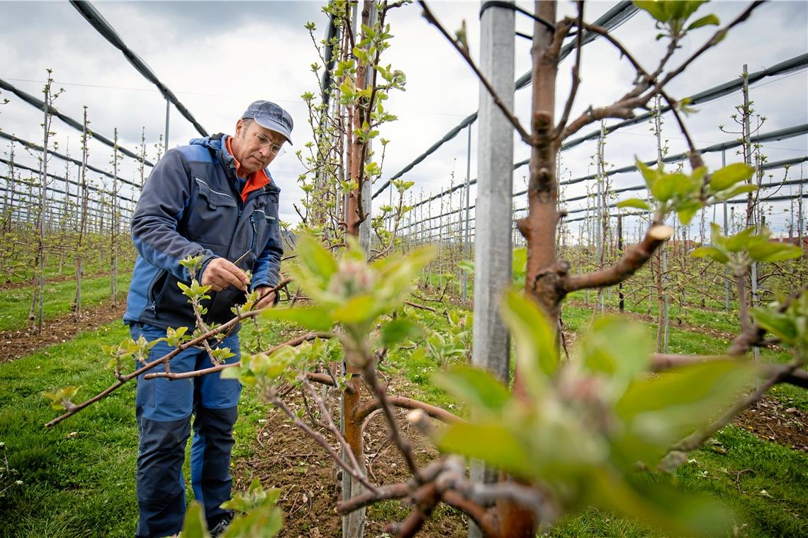 Das Frostwetter bedroht die Ernte