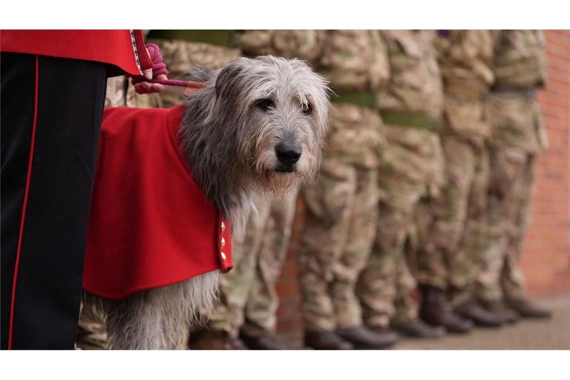 Maskottchen Seamus  während einer Abschiedsparade für ukrainische Soldaten in Ostengland
