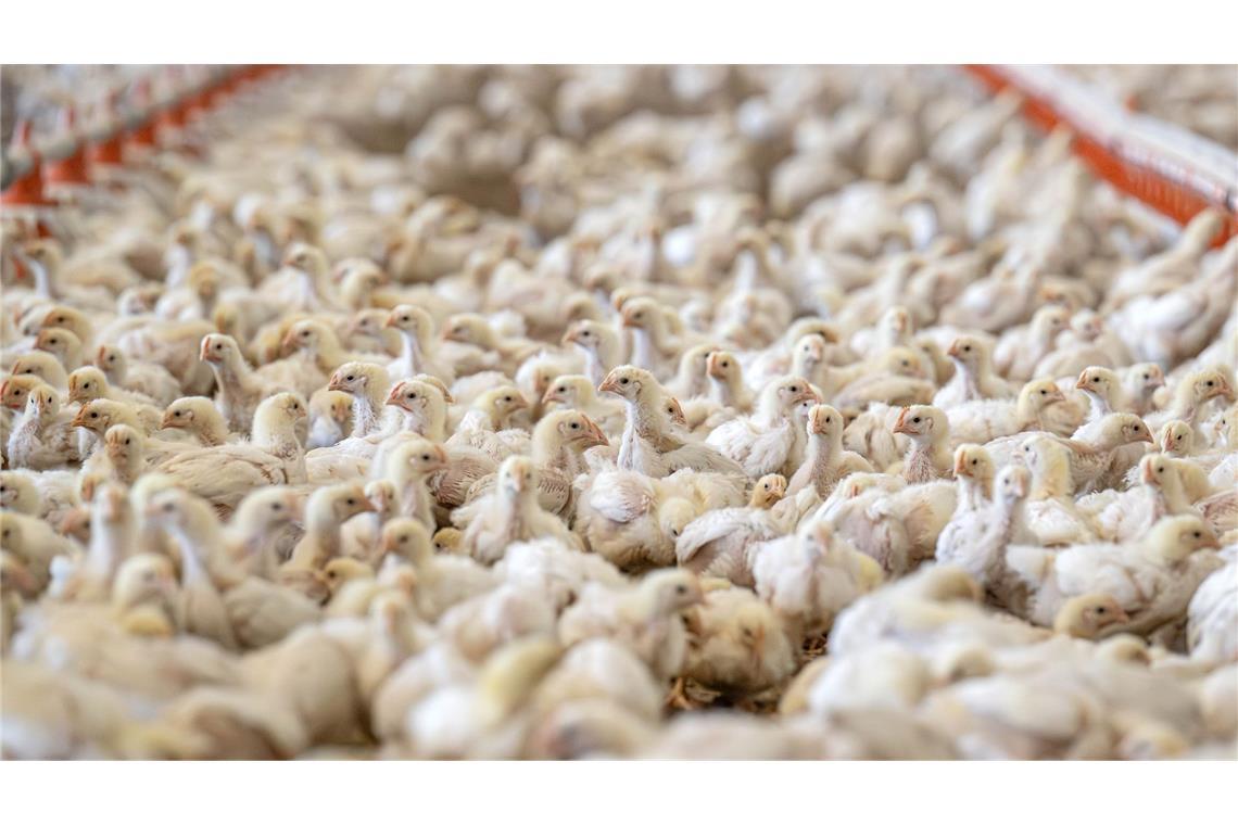Es war einmal das Huhn - Wissenswertes um Ei und Gackertier Masthähnchen erreichen ihr Schlachtgewicht von 1,5 Kilogramm in fünf Wochen. (Archivbild)