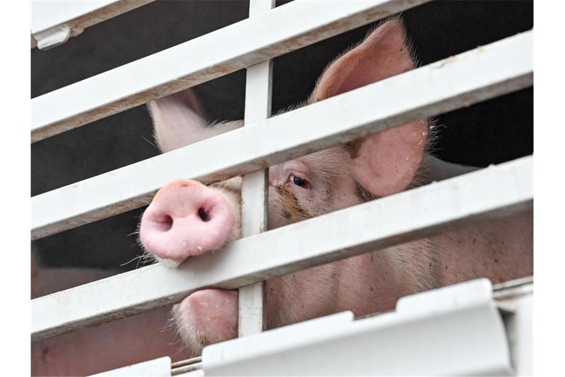 Handel setzt auf mehr Tierwohl: Abschied vom Billigfleisch Mastschweine sind in einem Lkw für den Transport zum Schlachthof zu sehen. Foto: Patrick Pleul/dpa-Zentralbild/dpa/Symbolbild