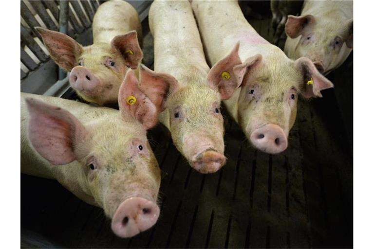 Mastschweine stehen in einem Mastbetrieb im Stall. Foto: Carmen Jaspersen/dpa