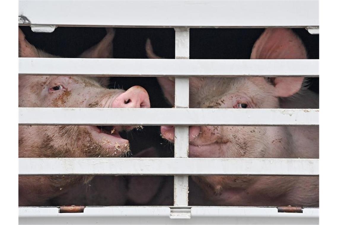 Nächste Runde für ein neues Tierhaltungs-Logo Mastschweine werden in einem Lkw zum Schlachthof transportiert. Foto: Patrick Pleul/dpa