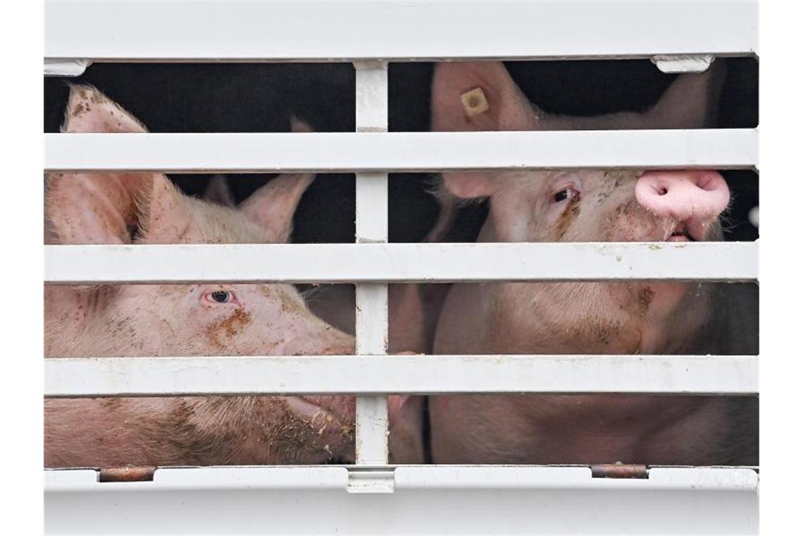 Mastschweine werden per Lkw zum Schlachthof transportiert. Foto: Patrick Pleul/dpa-Zentralbild/dpa