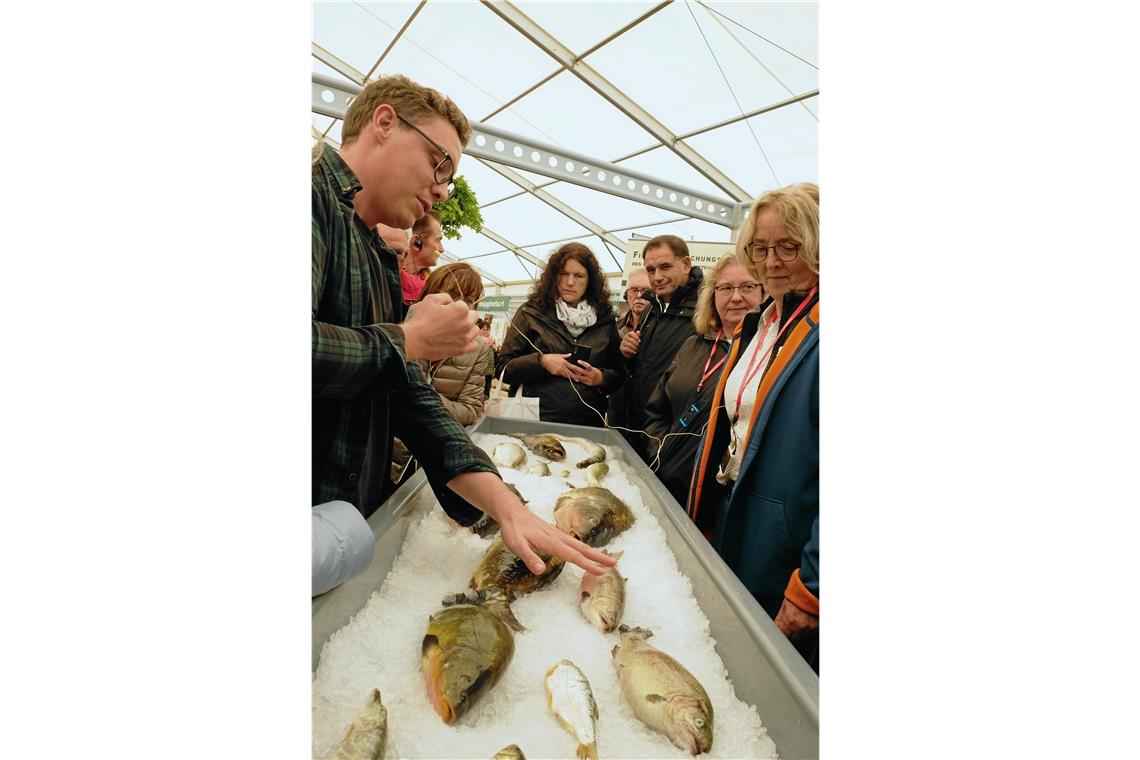 Matthias Fromherz (links) von der Fischereiforschungsstelle zeigt verschiedene Fischarten.