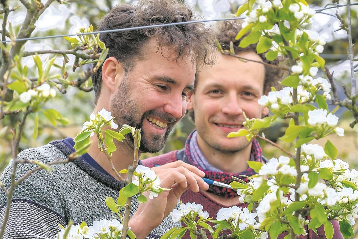 Moderne und alte Sorten verschmelzen Matthias Ristel (links) und Lukas Adrion bestäuben Birnbaumblüten: Sie tupfen Blütenstaub der Sorte Thimo auf den Mutterbaum der Sorte Conference.Fotos: A. Becher