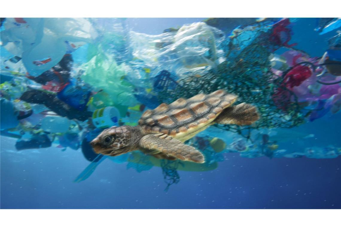 27 Millionen Tonnen Nanoplastik schwimmen allein im Nordatlantik Meere als Müllkippen: Eine junge Meeresschildkröte schwimmt durch Plastikmüll im Meer.