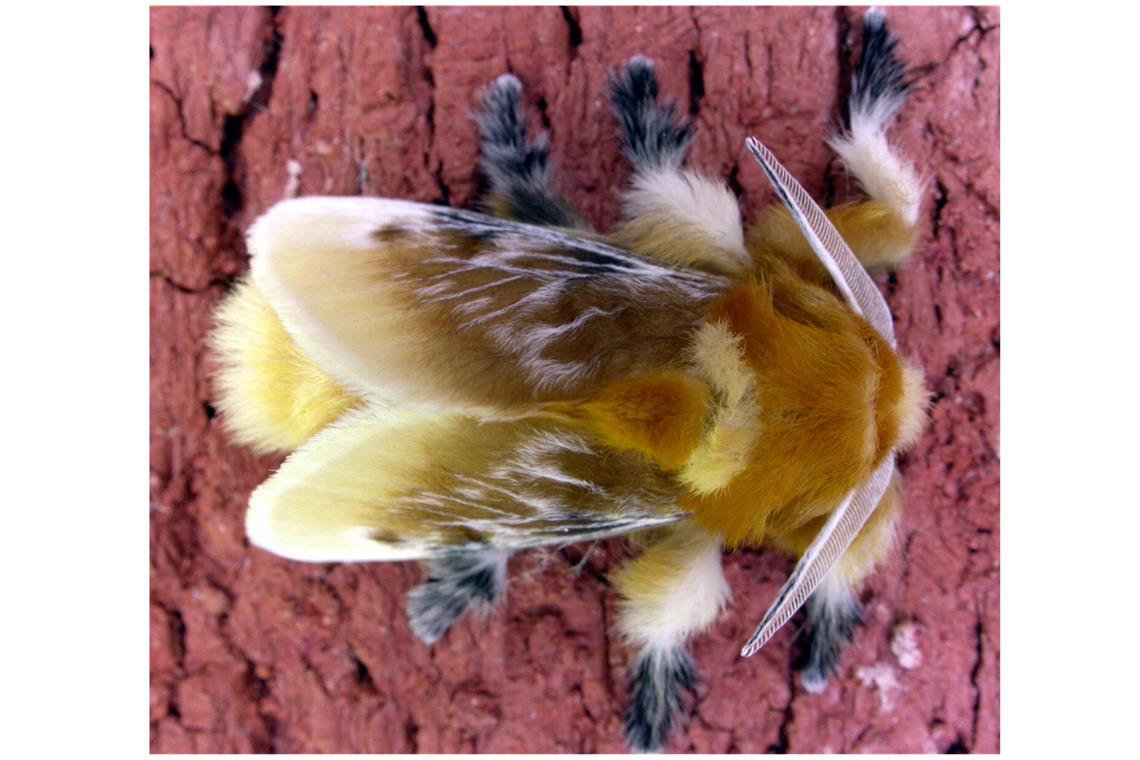 Megalopyge opercularis: Der kanadische Insektenforscher Vazrick Nazari entdeckte   die in Kalifornien bis dahin  bisher unbekannte Mottenart.