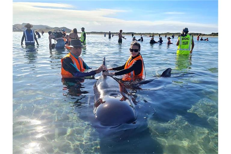Mehr als 20 Grindwale sind nach einer zweiten Strandung vor Neuseeland wieder in tiefere Gewässer gebracht worden. Foto: Project Jonah/dpa